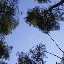 Arbres